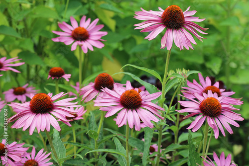 Purple coneflower flowers in close up