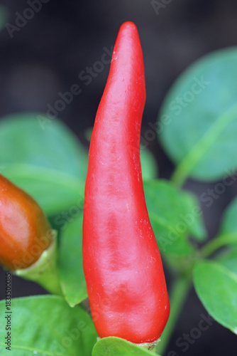 Red chilli pepper fruit in close up