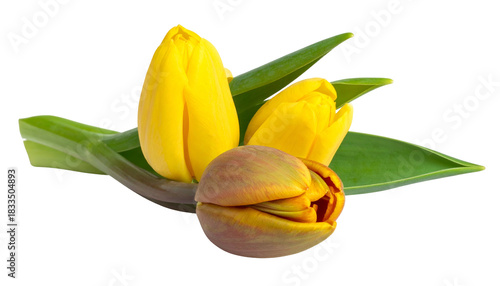 Three Yellow Tulips with Green Leaves