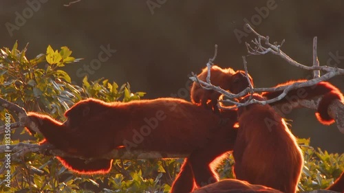 Baby Red Howler Monkey Standing on Relative While Grooming in Lush Forest Canopy During Golden Hour