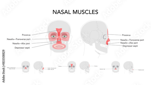 Set of Nasal muscles anatomy diagram, procerus, nasalis transverse part, nasalis alar part, depressor septi labeled, face muscles illustration, medical reference chart, education schematic