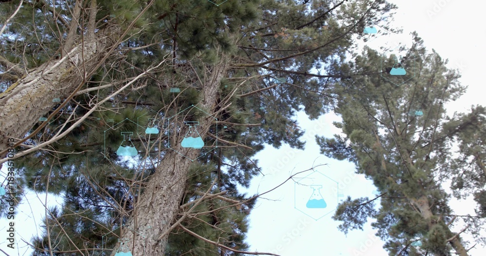 Naklejka premium Showing pine trunk rising in park, with conifer branches, needles and teal hex flask icons