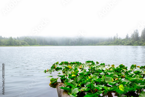 Obraz na plátně Beautiful nature scene at the misty forest lake with waterlilies