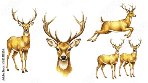 Watercolor Deer Illustrations Set, Cute Forest Wildlife Stag and Fawn Clipart, Hand-Painted Woodland Animals