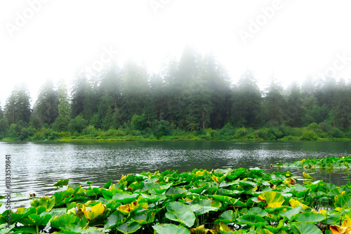 Fotografie Beautiful nature scene at the misty forest lake with waterlilies