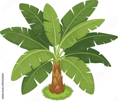Tropical banana tree illustration, lush green leaves, exotic plant graphic, botanical foliage artwork, tropical nature design element for decoration and background