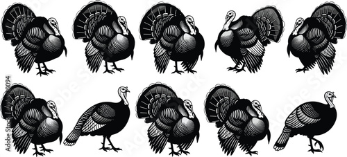 Turkey silhouette vector set, black and white birds, Thanksgiving icon, wildlife illustration, feather detail, farm animal graphic, stock art