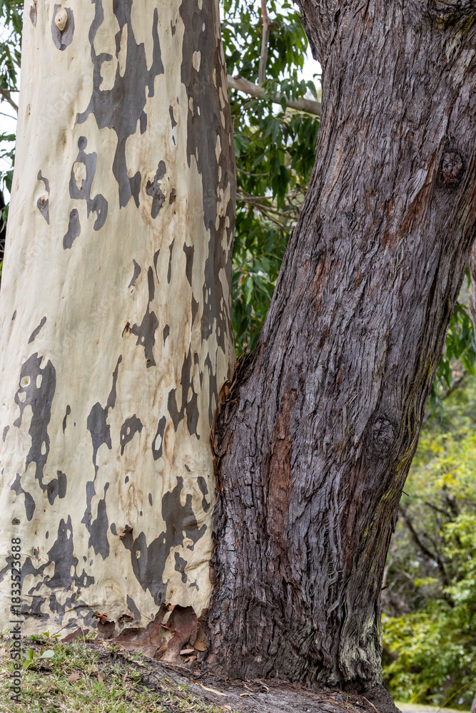 Obraz premium Australian Spotted Gum and Stringybark Gum Trees side by side