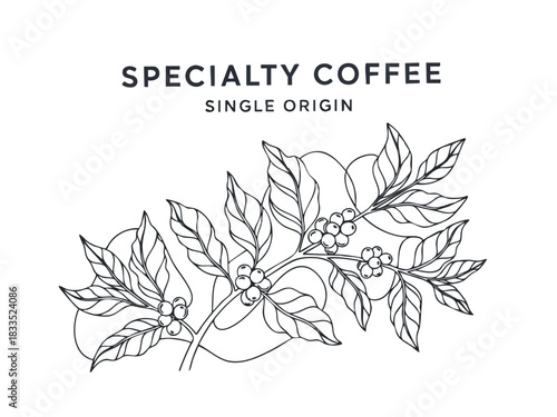 Single Origin Specialty Coffee Illustration with Coffee Plant Branch