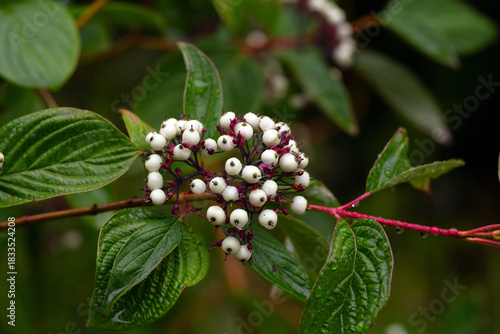 Red-osier dogwood with white berries and green leaves in the forest.