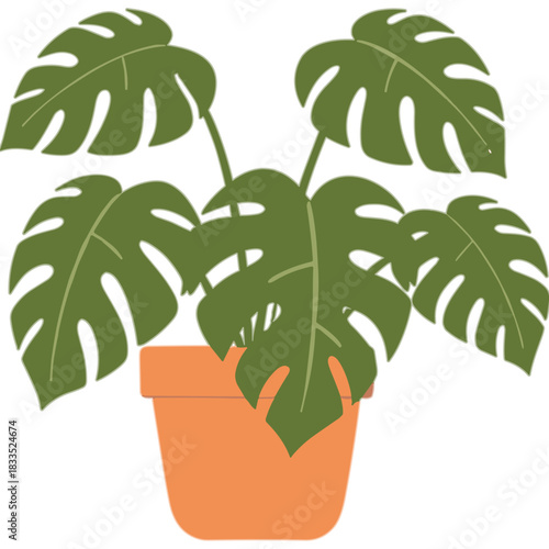 Monstera Deliciosa Plant With Large Split Green Leaves In A Terracotta Pot Isolated On Black Background Minimalist Style