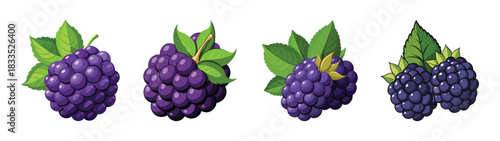 Illustration of fresh grapes with green leaves, purple grapes, healthy fruit, grape bunches drawing