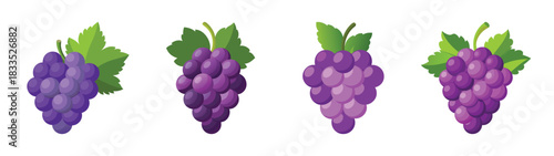 Illustration of fresh purple grapes with green leaves for healthy eating and wine making