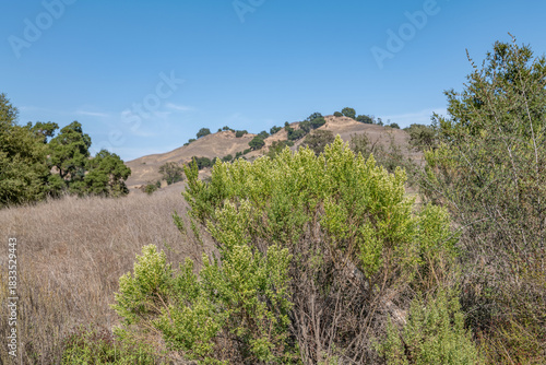 Baccharis pilularis, coyote brush (or bush), chaparral broom, and bush baccharis. Malibu Creek State Park, Santa Monica Mountains National Recreation Area. Los Angeles County, California
