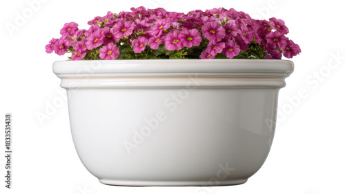 Group of small pink flowers with green foliage planted inside a clean white ceramic pot, isolated on a transparent background