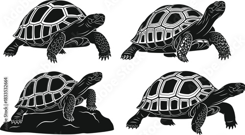 Set of four realistic land tortoise illustrations with detailed shells, standing and resting poses, ideal for nature, wildlife, and exotic pet vector content.