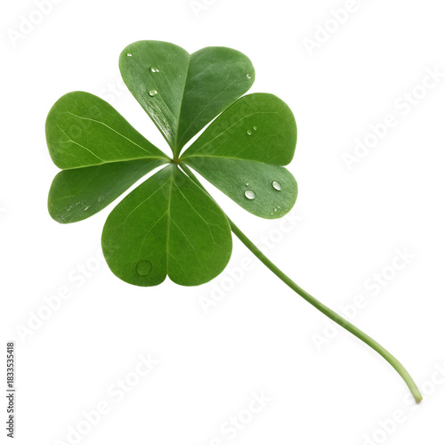 Clover's Blessing: A single, pristine four-leaf clover, showcasing its unique formation, with delicate water droplets on its leaves. It's a charming symbol of fortune and luck.