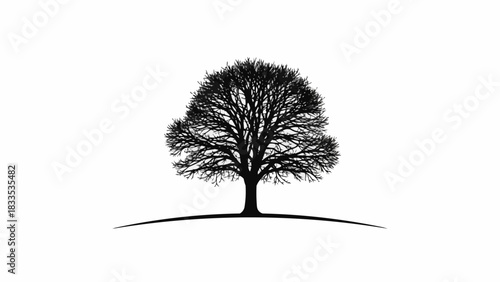 A single majestic tree with bare branches in silhouette.