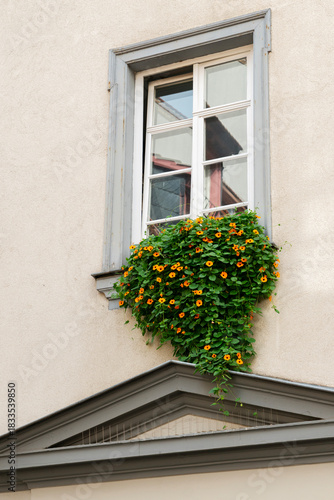 Vintage Window Flower Box Europe.Rustic wall, window and a planter box with flowers on a building in Europe.
