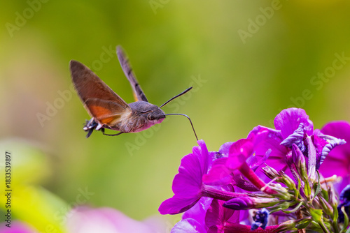 Hummingbird Hawk-Moth (Macroglossum stellatarum) with long proboscis hovering and flying in front of blooming garden flower, Hesse, Germany