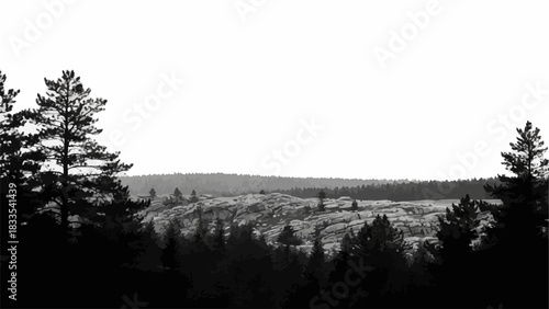 Forest trees silhouette against the bright sky, a beautiful landscape view.