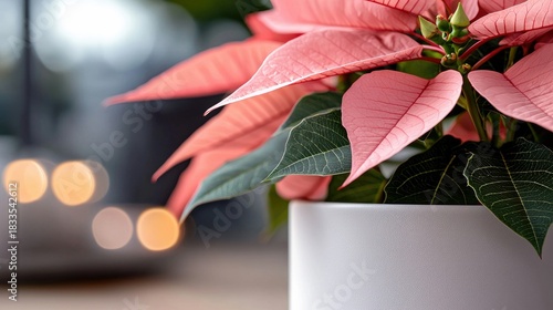Close-up of a poinsettia plant with pink bracts and green leaves in a white pot, with blurred bokeh lights in the background, indoors.