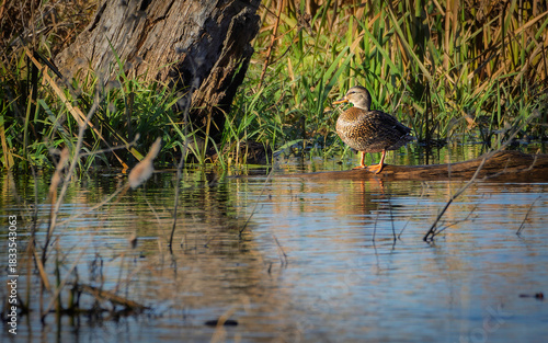 A female Mallard duck, Anas platyrhynchos, perched on a log in a Northern Indiana wetland
