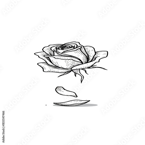 Elegant Rose with Falling Petals.