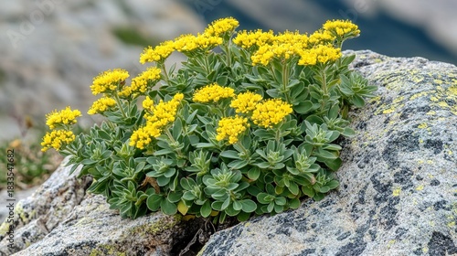 rhodiola. Rhodiola plants with yellow flowers growing from a crack in high-altitude granite. gardening catalogs, home-decor guides, designed for gardening and botanical catalogs.