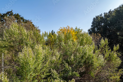Baccharis pilularis, coyote brush (or bush), chaparral broom, and bush baccharis. Malibu Creek State Park, Santa Monica Mountains National Recreation Area. Los Angeles County, California