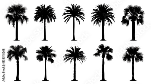 A collection of various tropical palm tree silhouettes presented as high-quality vector graphics, perfect for design projects and summer themes.