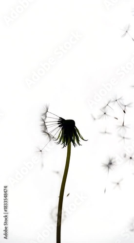 Light White Background Dandelion Puff Blown by Wind
