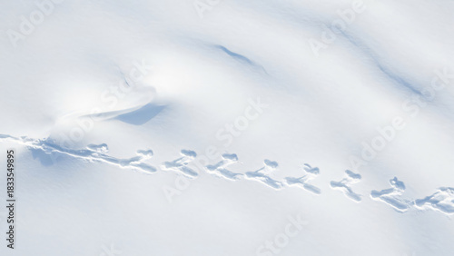 Bird Footprints in Deep Snow, Aerial View
