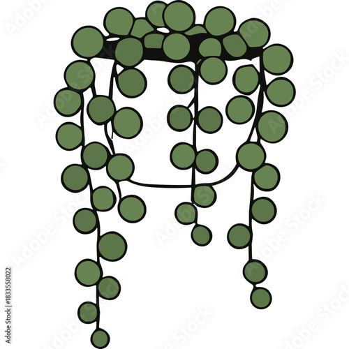 String Of Pearls Succulent Plant In A White Pot With Green Pea Shaped Leaves Hanging Down