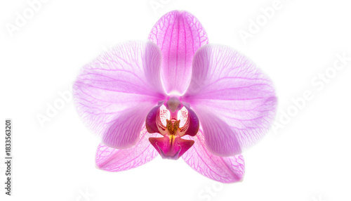 Radiant orchid bloom, petals elegantly unfurled against a stark black backdrop, highlighting delicate floral details