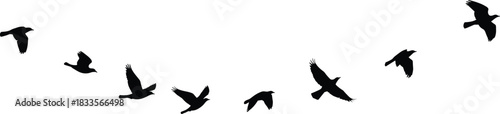Flock of black birds in silhouette flying in a curved formation vector