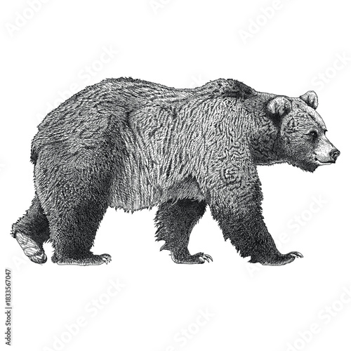 Black and white vector illustration of brown bear