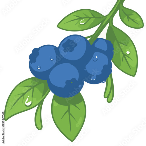 Close-up of fresh, ripe blueberries on a branch with green leaves and water drops vector illustration