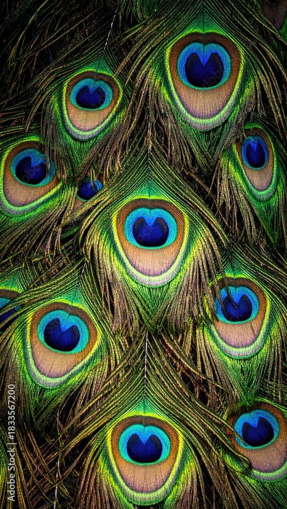 Obraz premium Vivid peacock feathers pattern close-up