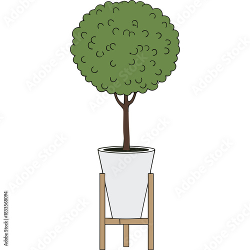 Tall Green Topiary Tree In A White Ceramic Pot On A Wooden Stand Isolated On Black Background