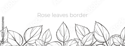 Vector outline botanical border. Many linear rose leaves hand drawn. Simple flower banner template. Elegant plant design. Natural graphic picture. Spring art. Thin contour sketch. Floral arrangement