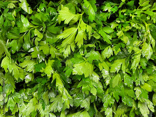Pile of Fresh Italian Parsley