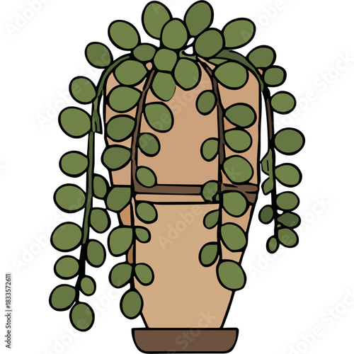 Trailing Green Potted Plant with Round Leaves in a Terracotta Pot
