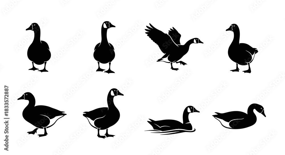 Fototapeta premium Set of Goose Silhouettes in Various Poses.