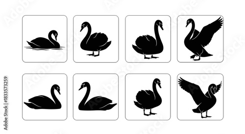 Set of Black Swan Silhouettes in Various Poses.