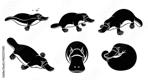 Set of six black and white illustrations of platypus in different poses.