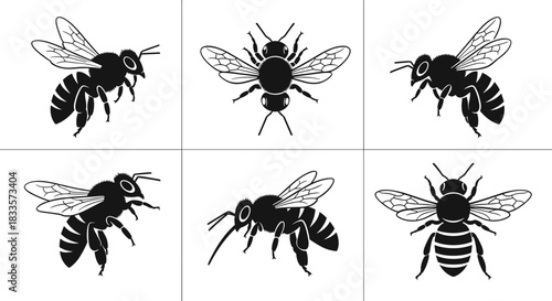 Set of six detailed black and white bee illustrations in various poses.