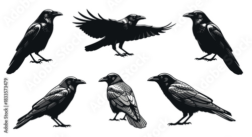 Collection of Six Detailed Raven Illustrations in Various Poses.