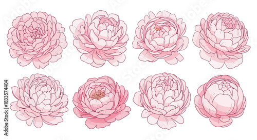 Pink peony flower collection with transparent background