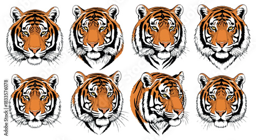 Tiger head portraits in various angles with transparent background
